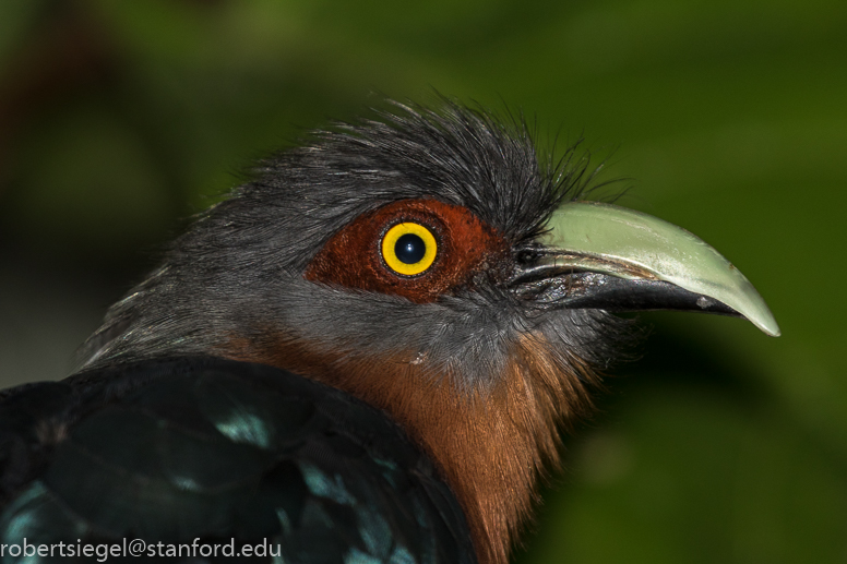 tracy aviary